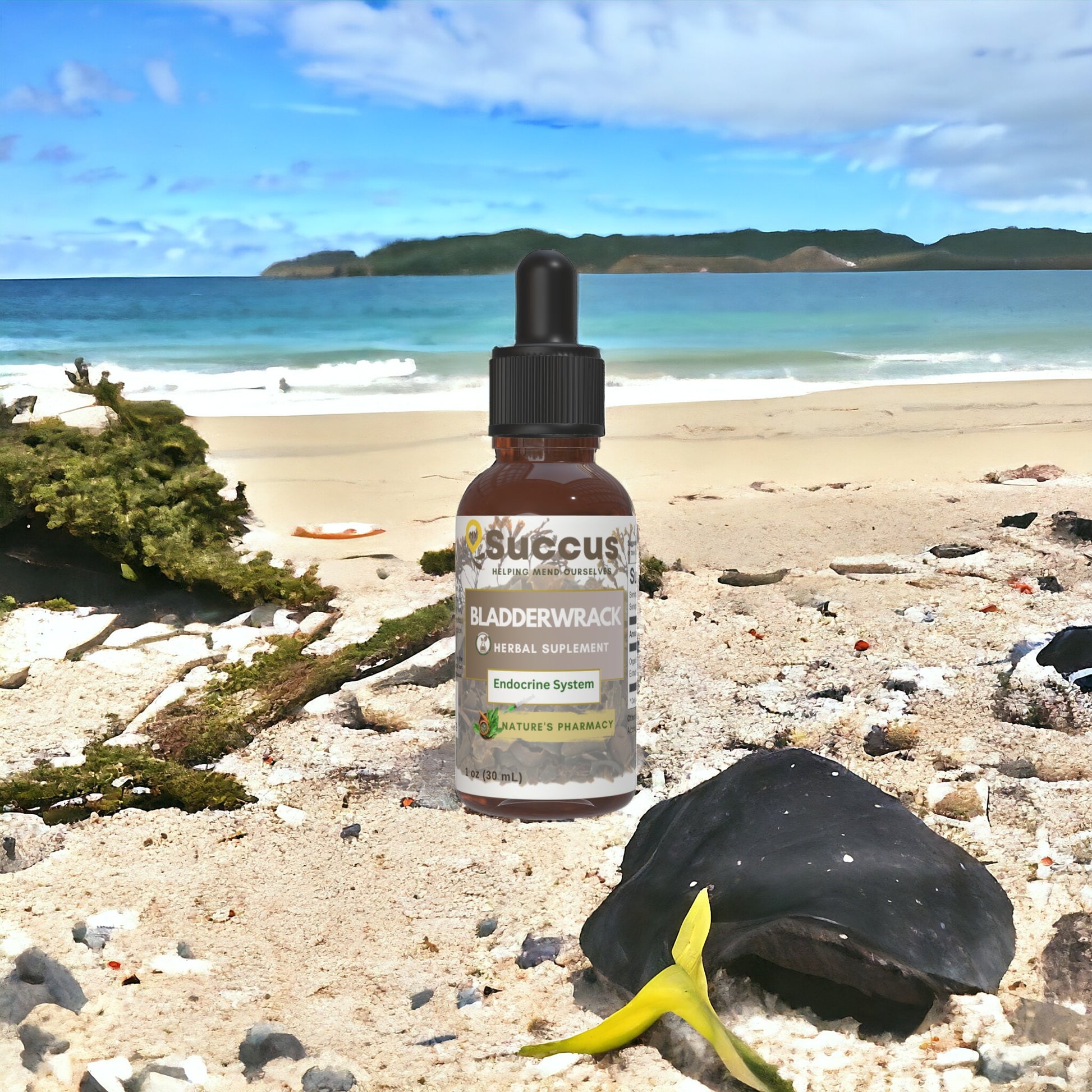 Bladderwrack Tincture - Endocrine System Support (Thyroid Support) image 1