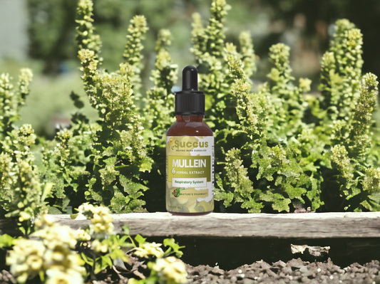 Mullein Tincture - Pure Herbal Extract for Daily Wellness image 0